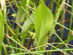 Alisma plantago-aquatica
