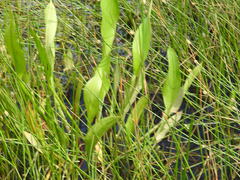 Alisma plantago-aquatica