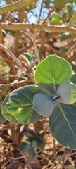 Calotropis procera