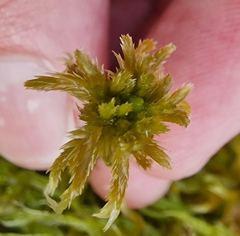 Sphagnum majus