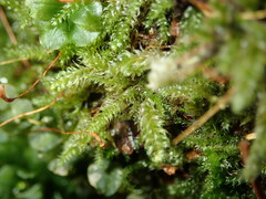 Herzogiella seligeri