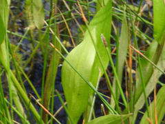 Alisma plantago-aquatica