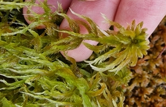 Sphagnum majus