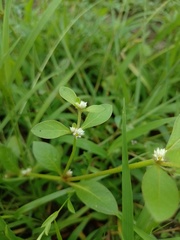 Alternanthera ficoidea