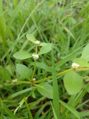 Alternanthera ficoidea