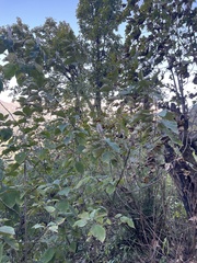 Leucosceptrum canum