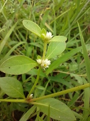 Alternanthera ficoidea