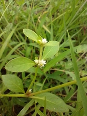 Alternanthera ficoidea