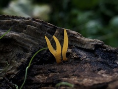 Calocera