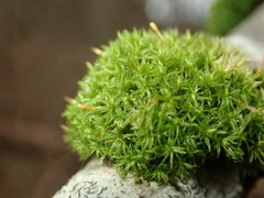 Ulota crispa
