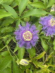 Passiflora