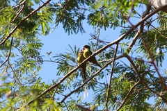 Eupsittula canicularis