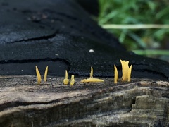 Calocera