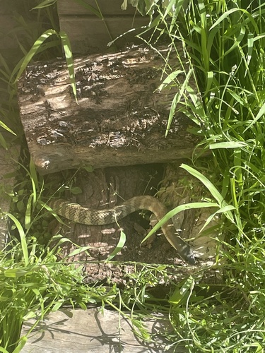 Tiger Snake sighting