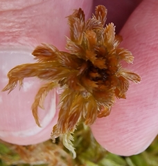 Sphagnum majus
