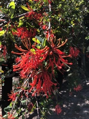 Embothrium coccineum