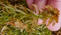 Sphagnum majus