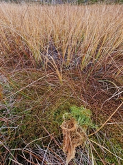 Sphagnum majus