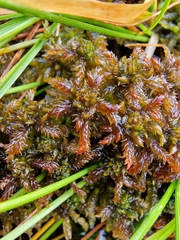Subsecunda
