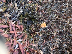Rhododendron anthopogon