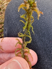 Subsecunda