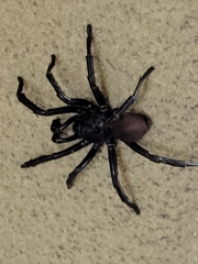 Bothriocyrtum californicum