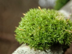 Ulota crispa