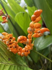 Stromanthe jacquinii