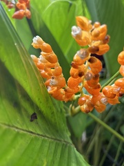 Stromanthe jacquinii