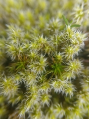 Racomitrium