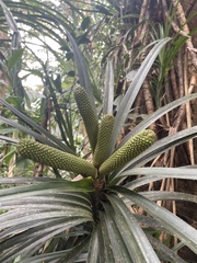 Pandanaceae