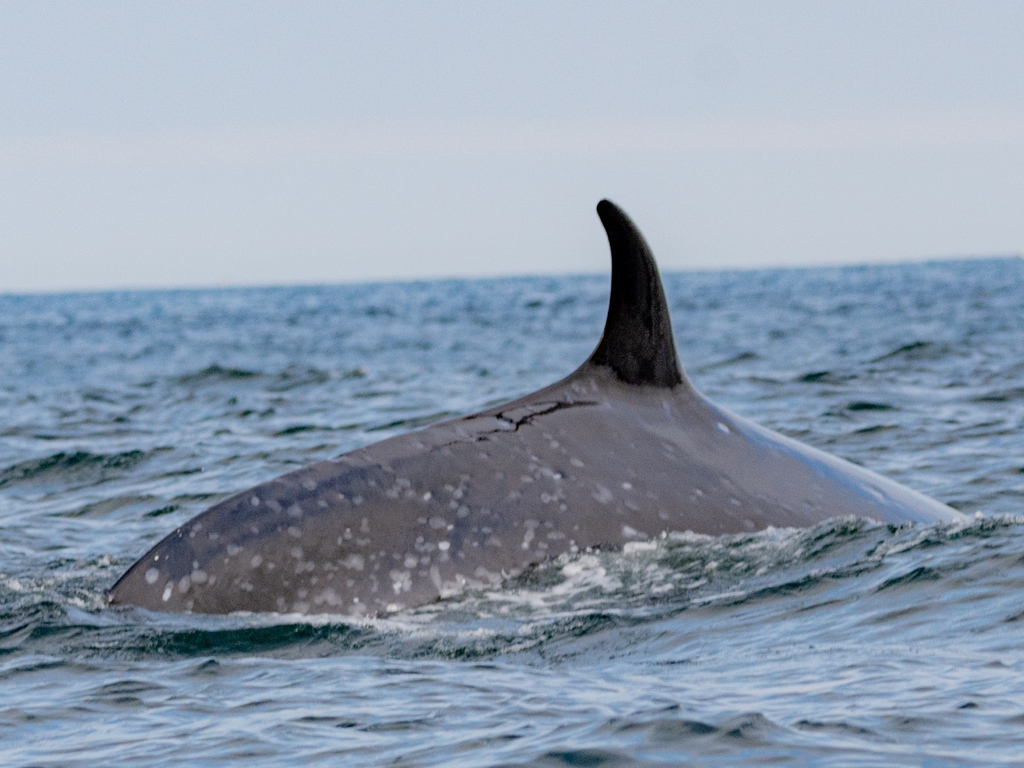 Sei whale surfacing with its tall hooked dorsal fin