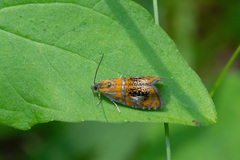 Olethreutes arcuella