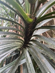 Pandanaceae