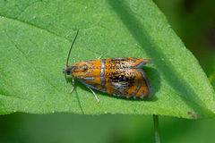 Olethreutes arcuella