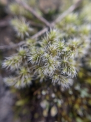 Racomitrium