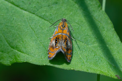 Olethreutes arcuella