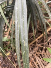 Pandanaceae