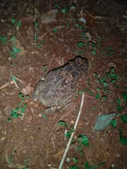 Sclerophrys gutturalis