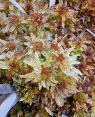 Sphagnum tenellum