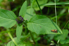 Olethreutes arcuella