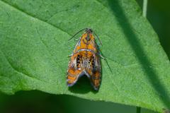 Olethreutes arcuella