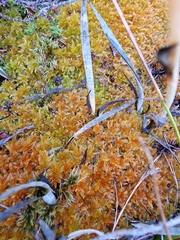 Sphagnum tenellum