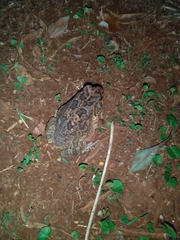 Sclerophrys gutturalis