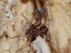 Homalenotus quadridentatus