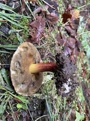 Xerocomellus diffractus