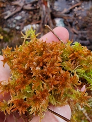 Sphagnum tenellum