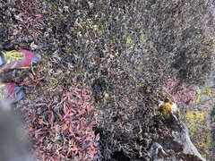 Rhododendron anthopogon