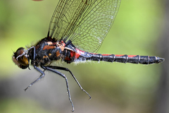Leucorrhinia rubicunda