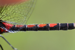 Leucorrhinia rubicunda